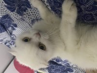 Beyaz scottish fold