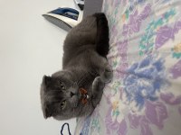 Ücretsiz sahiplendirme 2 yaşında scottish fold