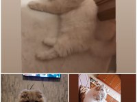 ACİL SAFKAN IRK GARANTİLİ BRİTİSH LONGHAİR KEDİLER