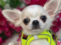 Harika chihuahua yavruları