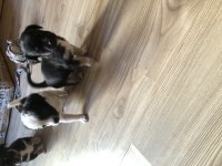 5 KARDEŞ YAVRU KEDİMİZ YUVA ARIYOR