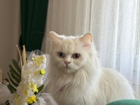 VAN KEDİSİ DİŞİ