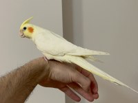 Yavru Ele Kola Alışkın Sultan Papağanı Isırma Hiç Yok