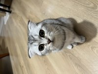 Balıkesir Ücretsiz Scottish Fold Kedimizi Sahiplendirme