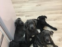Orjinal cane corso yavrularım