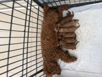 Dişi Erkek Toy Poodle Yavrularımız