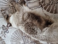 Safkan full şecereli ragdoll