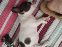 Son erkek french bulldog yavrum