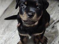 Rottweiler Yavrusu