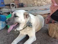 Satılıktır ilgilenenler beni arasın orjinel koyuna gider