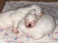 Minnak maltese