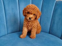Erkek tuvalet eğitimli toy poodle sağlık garantili