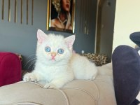SAFKAN BRİTİSH SHORTHAİR GOLDEN POİNT BEBEK