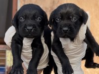 Labrador redriever sevimli yavrular