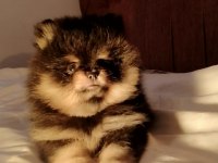 Orjinal pomeranian boo