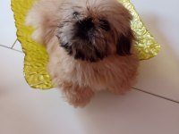 Minik Kızımıza yuva arıyoruz shih tzu