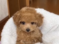 A KALİTE KIVIRCIK MALTİPOO