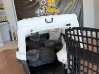 SCOTTISH FOLD VE BRITISH SHORTHAIR YAVRULARI ANKARA
