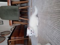 British longhair erkek yavrum
