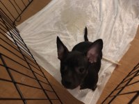 Yavru köpeklerimizi sahiplendirme