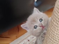 LİLAC ERKEK VE DİŞİ YAVRU KEDİLER