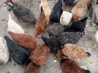 Görseldeki cinslere ait kuluçkalık Yumurta bulunur
