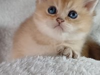 Veteriner kontrollu golden bebeklerimiz