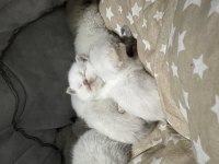 British shorthair beyaz kedimiz