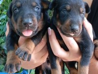 IRK VE SAĞLIK GARANTİ DOBERMAN YAVRULARIMIZ