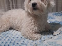 Coton de tulear 1 buçuk yaşında pekinez