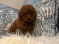 Toy Poodle Dişi Yavru