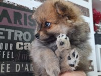 ORJİNAL Pomeranian boo