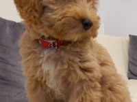 Dişi Maltipoo Eğitimli