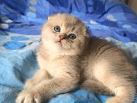 SAFKAN BRİTİSH DİŞİ ERKEK BEBEKLER