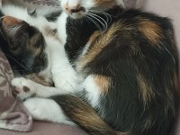 Bebek Calico Kediler
