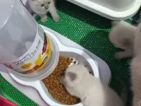 6 adet blue point yavrular 2 ayına yeni girdi yeni
