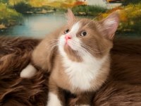 Çikolata ve cinnamon bicolor british shorthair