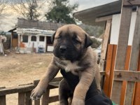 Presa canario yavrular