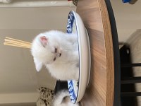 Harika chinchilla sevecen yavrularımız