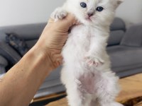 Efsane yavrular british longhair