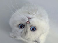 Masmavi gözlü scottish fold kedim