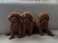 EV ORTAMINDAN TOY POODLE YAVRULAR