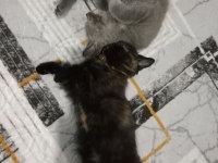 Yavrularımızı sahiplendiriyoruz scottish fold