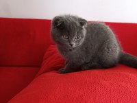 Kaliteli uygun puanlı scottish fold