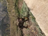 Yavru erkek kızıl doberman