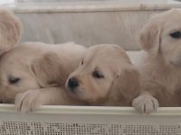 Golden retriever yavrularımız