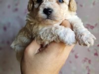 MİNİ BOY MALTİPOO BEBEKLER