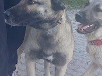 Karakırçıl dişi köpeğimiz