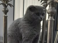 8 kasım doğumlu scottish fold