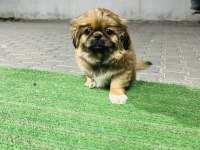 Safkan Çin pekinizi 3 aylık